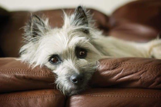 Animals should be treated with kindness and respect
