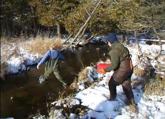 Eyed-egg Brook Trout planted in Norton’s Creek