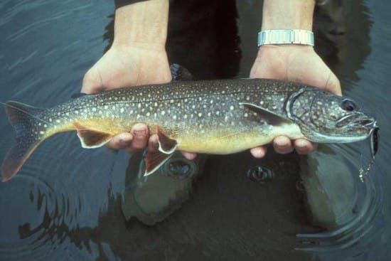 Province to reconsider stocking of lake trout in Burnt Island area