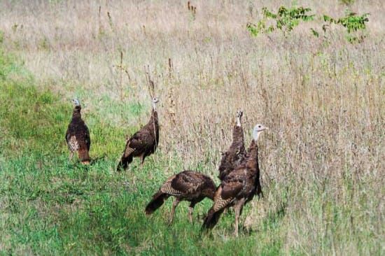 Federation of Anglers and Hunters calls for Island turkey study to continue
