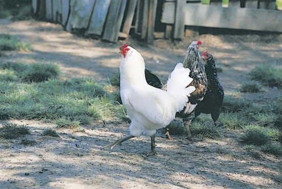 Providence Bay chicken farmer lobbies for regulation changes