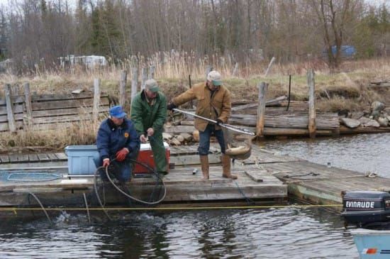 Ontario programs designed to help hatcheries, healthy fish and wildlife habitats
