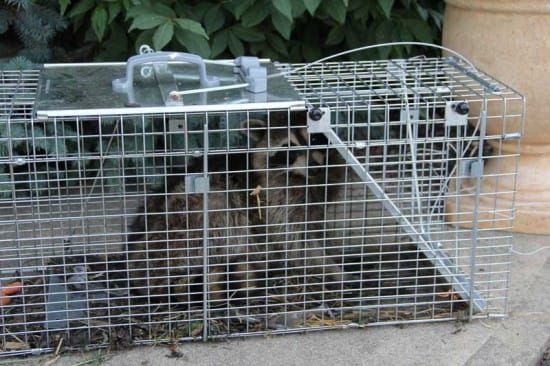 Stewardship council seeking youths 15-20 for trapping course
