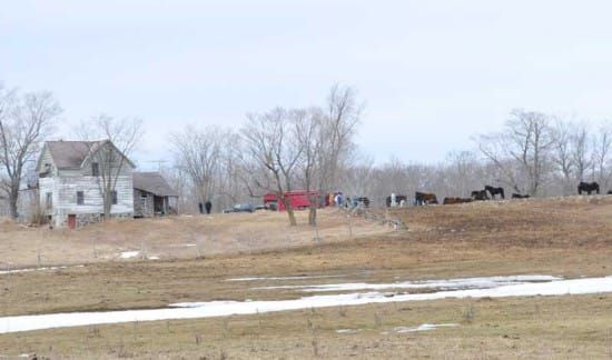 SPCA seizes Silver Bay horse owner’s stock for second time