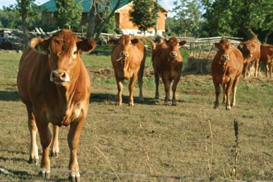 Island vet, physician partnering to modify OMA’s proposed ban on the use of antibiotics in animal feed products