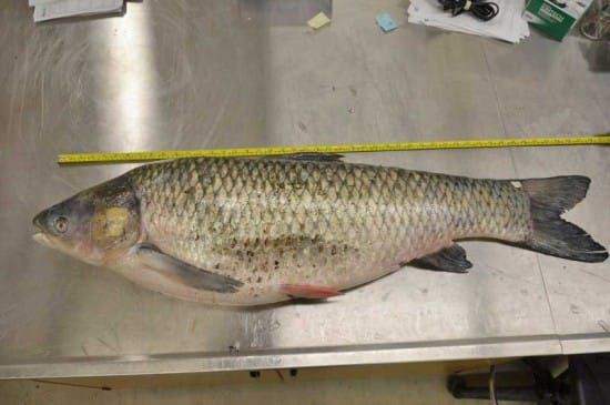 DFO and MNR confirm detection of one grass carp in the Grand River near Lake Erie