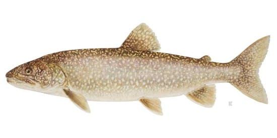 Ministry of Natural Resources, Forestry significantly boosting  lake trout stocking in N. Channel
