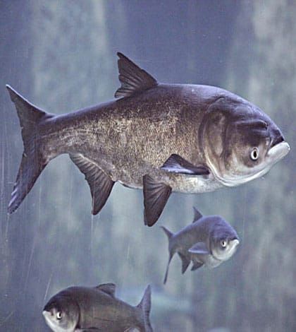OFAH, local fish and game club reps in support of motion to keep Asian carp out of Great Lakes