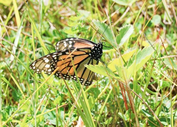 Butterfly reductions seem to be spreading to other varieties
