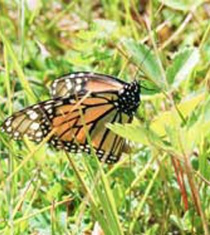 Monarch butterfly numbers hit alarming low