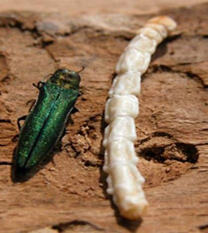 Emerald ash borer foe found