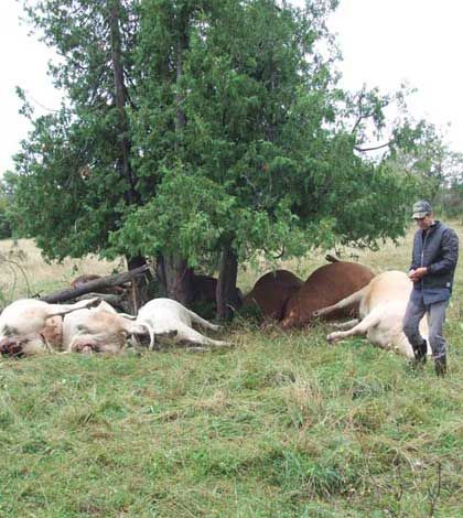 8 cattle beasts lost to Green Bay farmer after single lightning strike