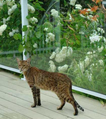Expositor still offers $500 for verified Manitoulin cougar photo