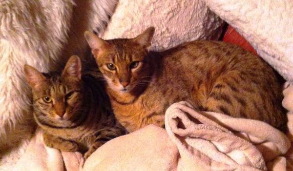 Islanders capture exotic cats and return to owners