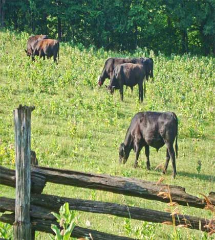 Board takes over management duties of Manitoulin abattoir