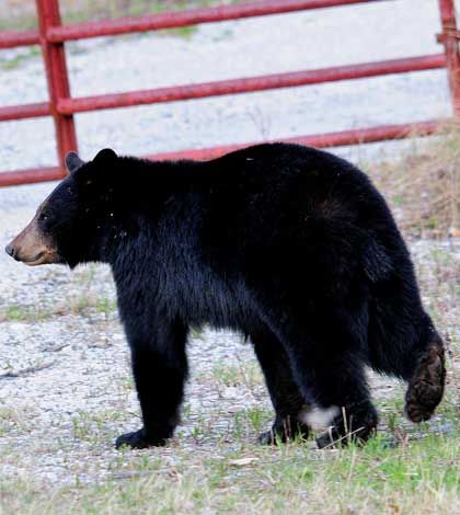 Local residents raise concerns with Manitoulin Isle not being included in spring bear hunt