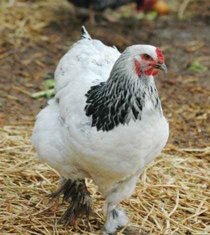 Small Flock Poultry Farmers of Canada rep calls for changes to chicken industry