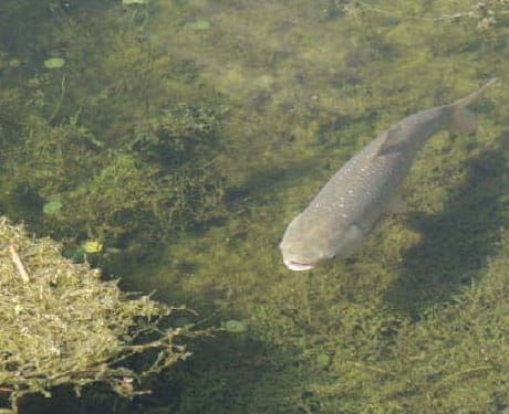 One of four Asian carp species has arrived in the Great Lakes