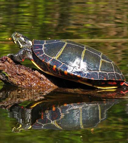‘Adopt-a-Turtle’ would help Misery Bay Park fund research into turtle die off