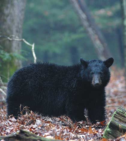 Spring bear hunt returns  to Manitoulin Island