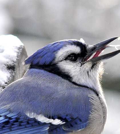 Mindemoya Christmas bird count No. 40 on December 14