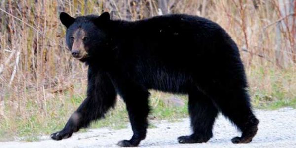 United Fish and Game Club  lobbies for inclusion of Island  in spring bear hunt project