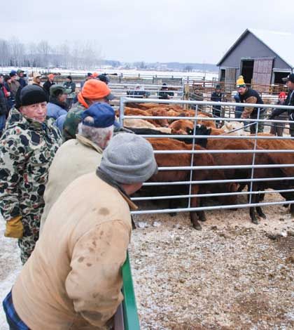 VIDEO–Manitoulin Cattle Sale