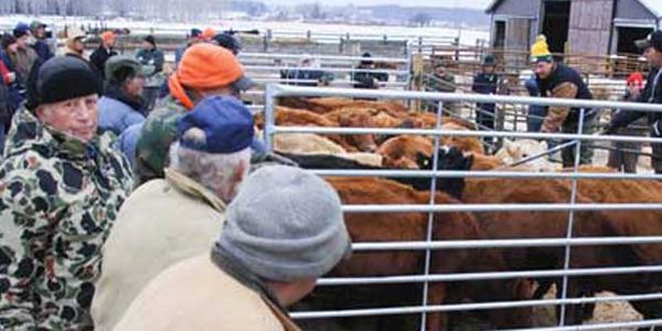Over 900 head of cattle sold in Manitoulin Livestock Exchange’s first year of operation