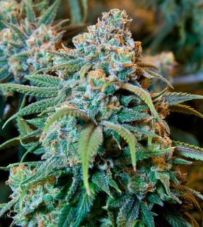 Marijuana growing operation dismantled in Espanola, debt list seized