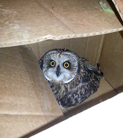 AJ Buslines workers, community, save wounded baby owl