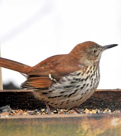 Over 2, 200 birds spotted during 40th annual Mindemoya Christmas Bird Count