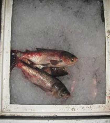 Fines Totalling $75,000 for Importing Live Asian Carp