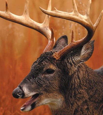 Island farmers  feed half of  local deer herd,  want preference in hunting tags