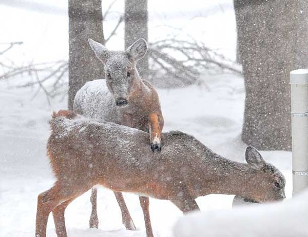 Deer herd in winter peril; Island stewards urge help