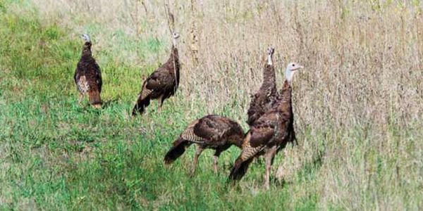 Fed. of Anglers and Hunters working with Nature Conservancy to allow hunting on conservation lands