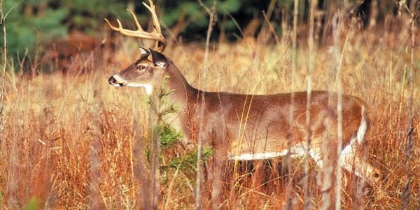 Municipalities challenge ministries on deer yards, private road restrictions