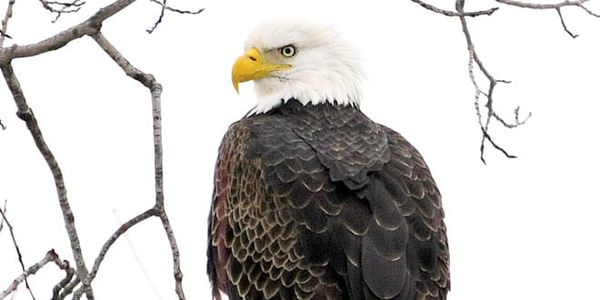 Bald eagle population is back on Manitoulin