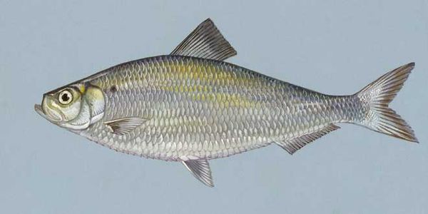 Pelagic fish populations steady in North Channel, according to Geological Survey