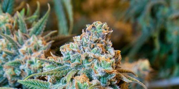 Chelmsford man charged with drug possession