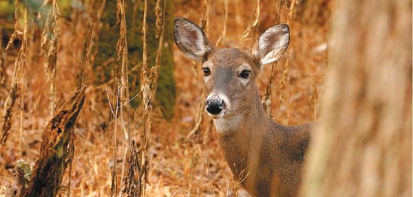 Antlerless deer tags will be reduced for fall hunt