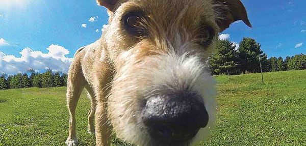 OPP to meet with council on dog concerns