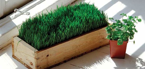 Kagawong presents Green Living Expo to promote environmentally-friendly practices