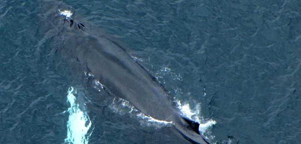 Those pesky Humpback Whales