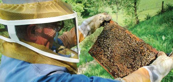 NFU calls on Senate Committee to recommend five-year moratorium on neonicotinoid seed treatments