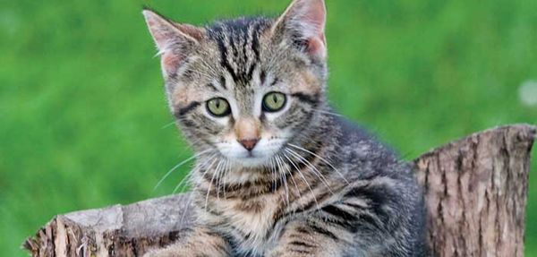 Bitten by an animal? Here’s what to do!