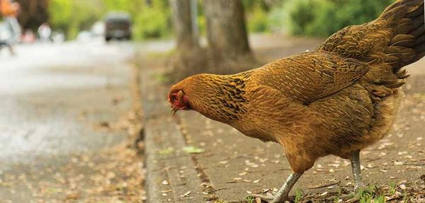 Providence Bay chicken farmer to appeal tribunal decision