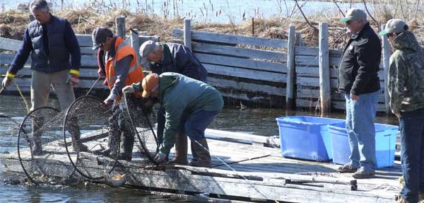 Walleye revival