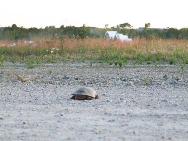 Turtles need crossing guards and conscientious drivers