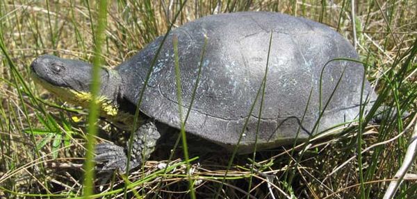 Misery Bay mystery continues as dozen more turtles perish