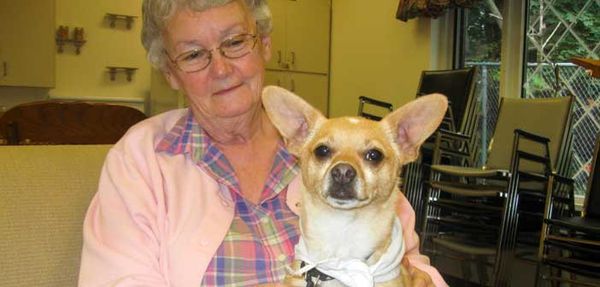 Magical Paws therapy program seeks pets, owners